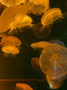 夜の水族館（クラゲ）