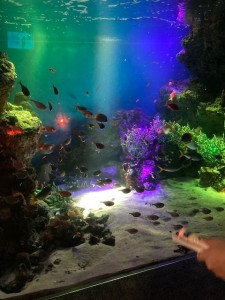 夜の水族館